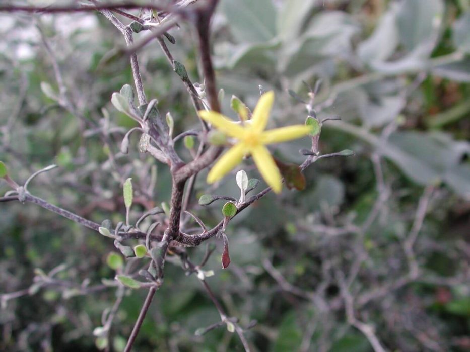 16 DSCN3060 April 2004 Corokia cotoneaster i blomst