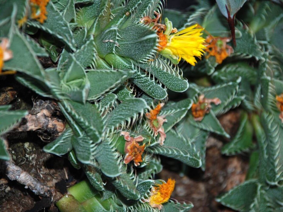 16 DSC_0654 december 2007, Faucaria tigrina, sukkulent