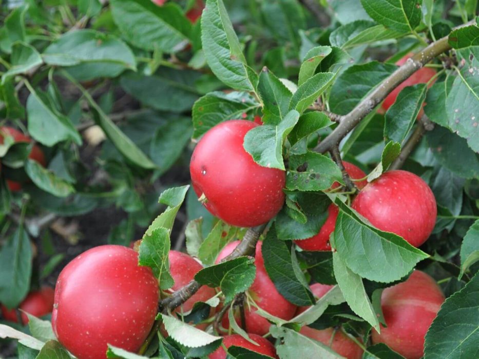 16 DSC_0743 august 2009, Solglimt, have 31, Aalborg, æble Discovery