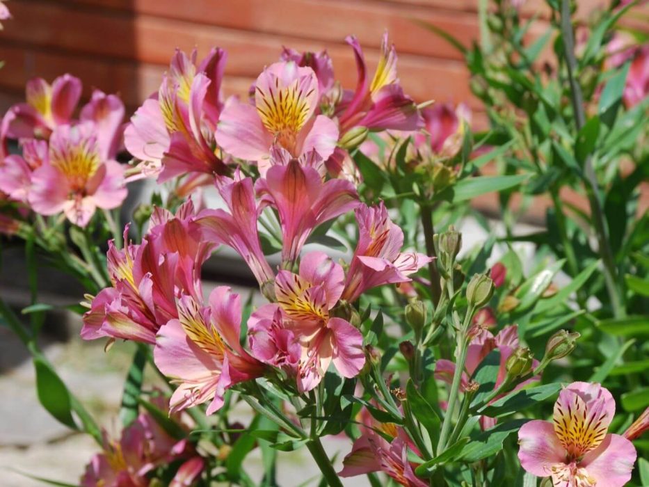 16 DSC_2247 maj 2008, Azorerne, Lissabon, Alstroemeria Parigo Charm