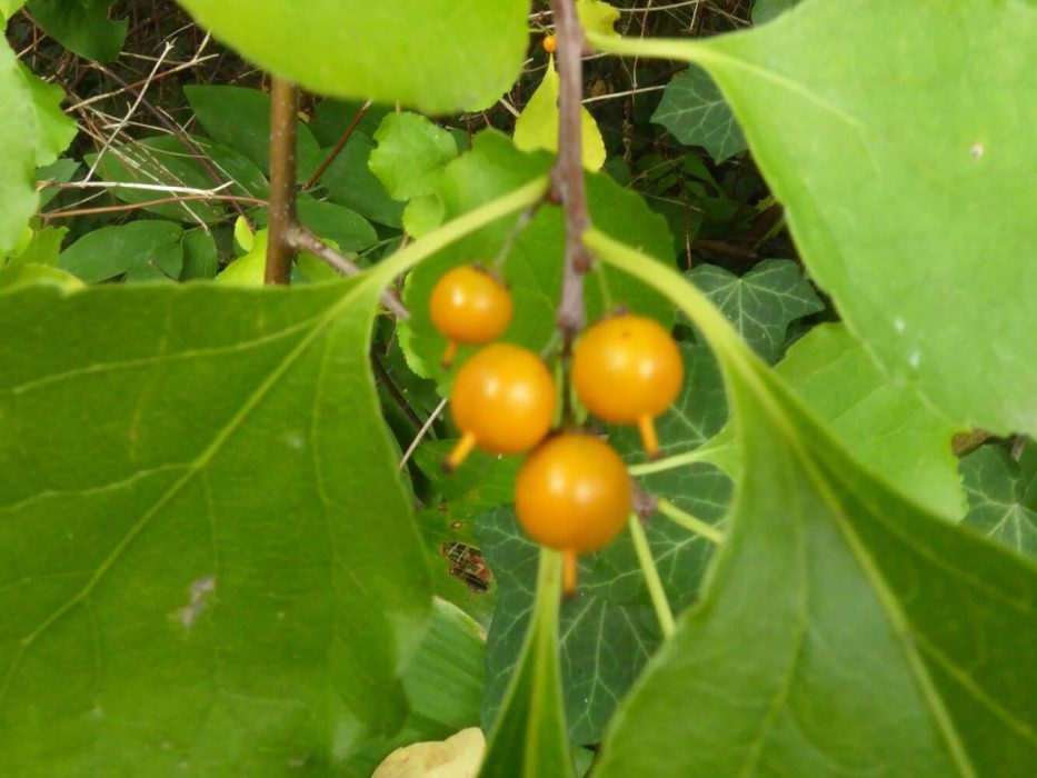 16 P1040647 oktober 2018, træmorder, frugt