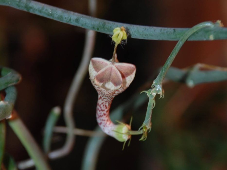 17 DSC_0672 december 2007, Ceropegia distincta ssp. haygarthii, sh