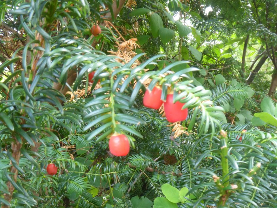 17 P1040662 oktober 2018, taks, frugt