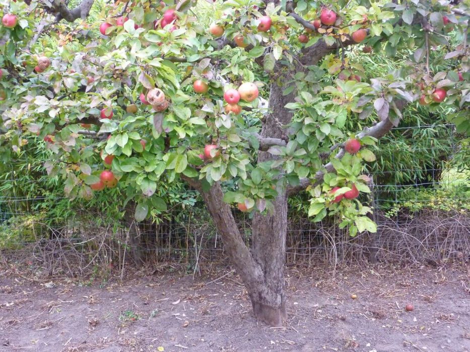 17 P1050667 oktober 2013, Frilandsmuseet, måske