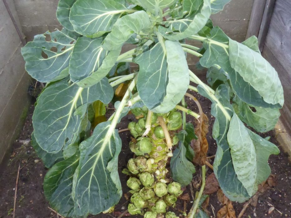 17 P1060886 december 2021, rosenkål, Frilandsmuseet