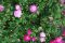 ABC DSC_0476 juni 2006, Gerlev rosenpark, Rosa gallica Parvifolia måske, 1664 navnet kan ikke verificeres
