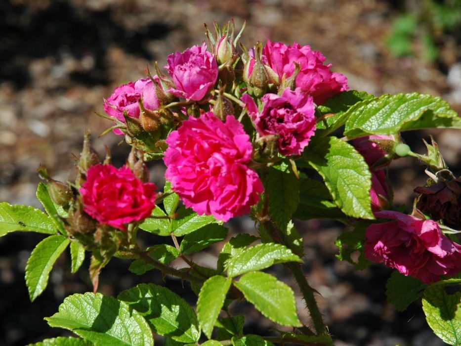 ABC DSC_0620 juli 1006, Valby Rosenpark, rose, Rosa rugosahybrid F. J. Grootendorst