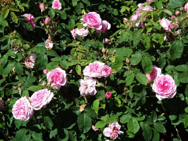 Gertrude Jekyll