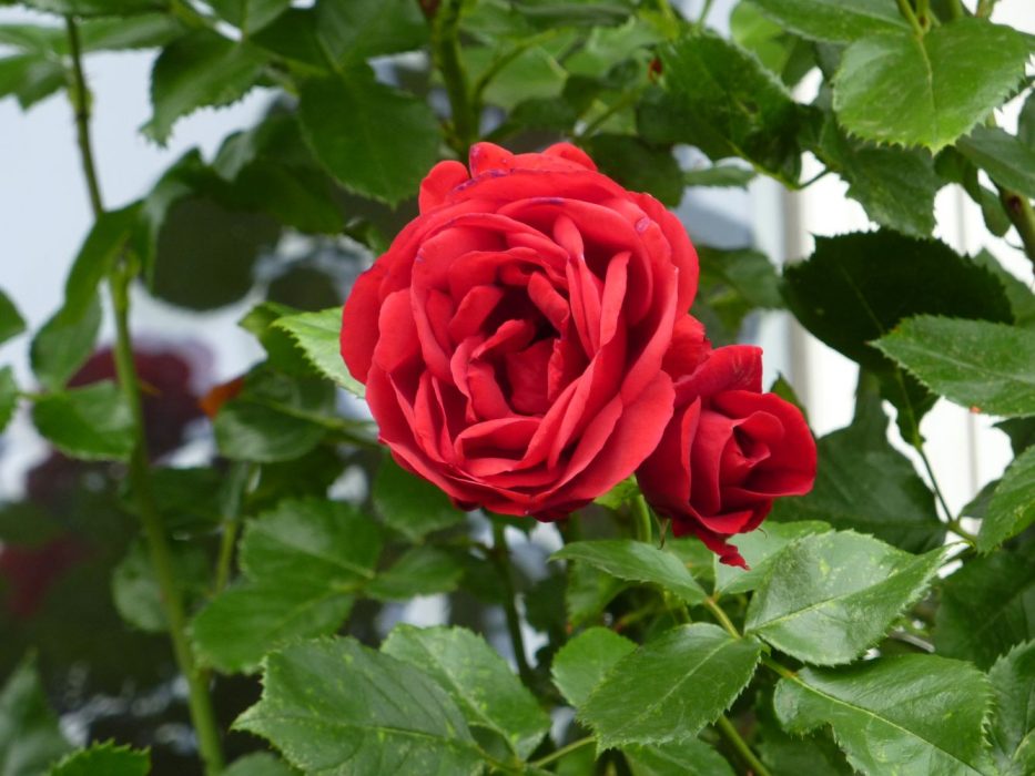 ABC P1050286 juli 2013 rose Sørens