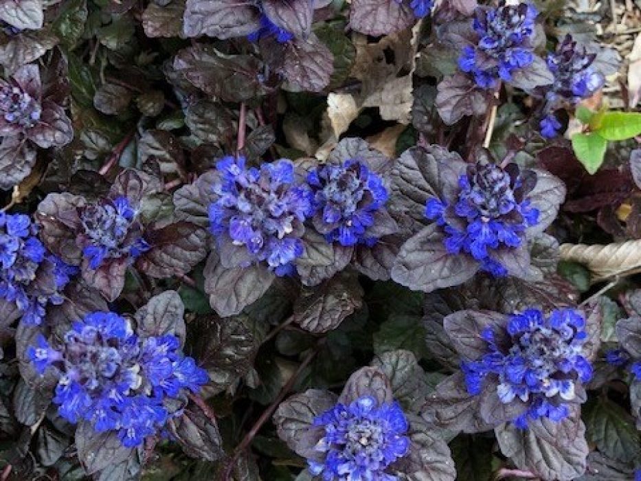 Ajuga bunddække