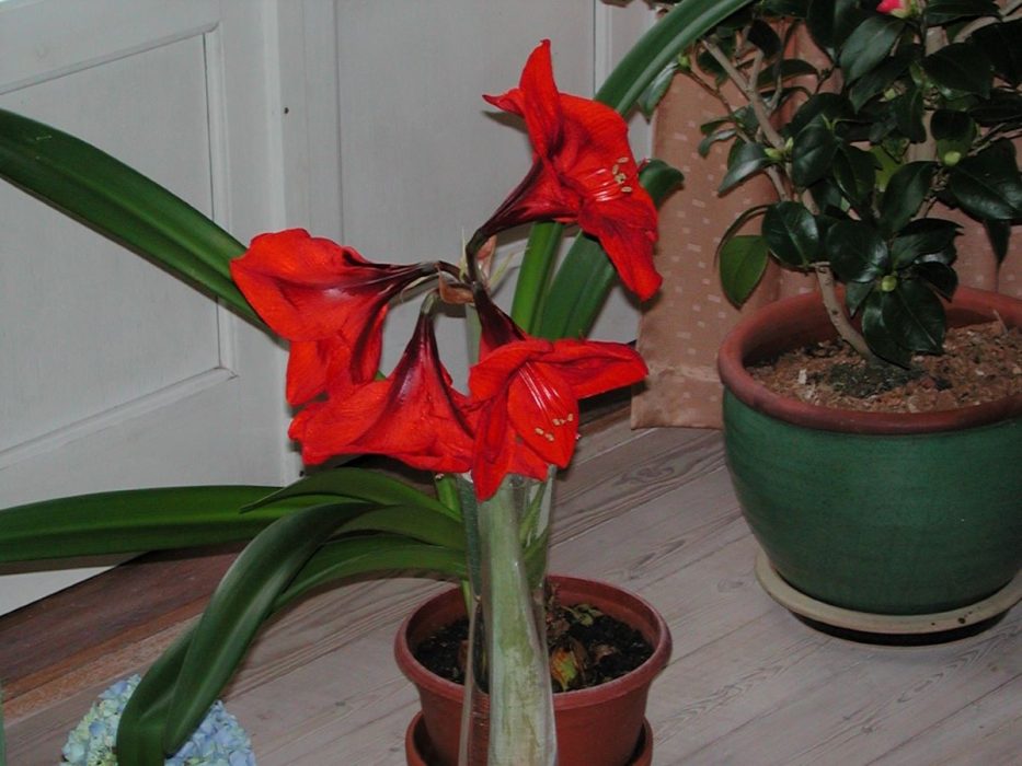 Amaryllidaceae
