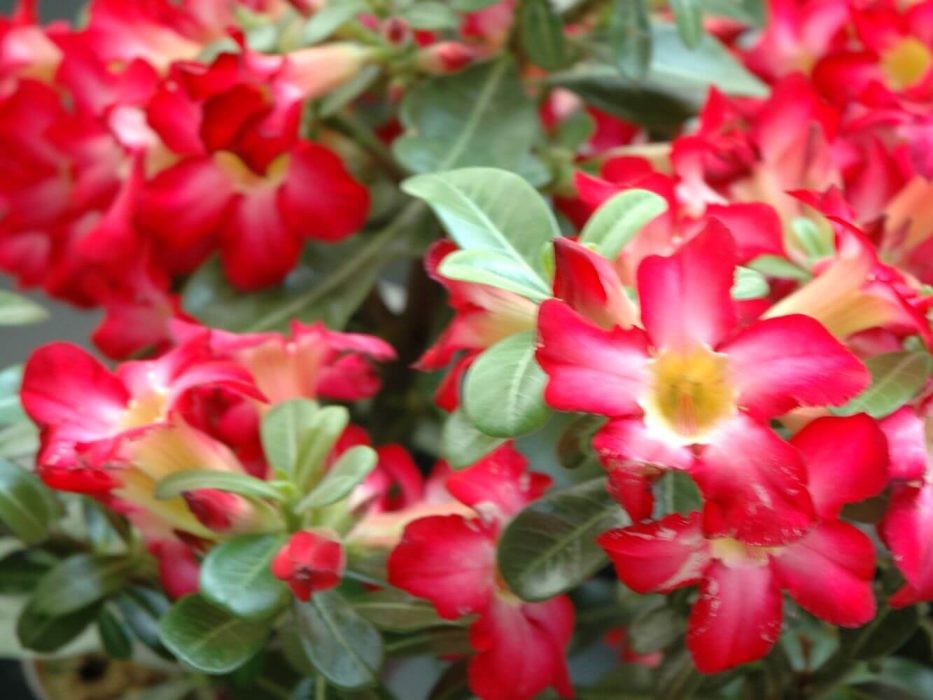 Apocynaceae, DSC_0971 august 2006, Adenium obesum Laura