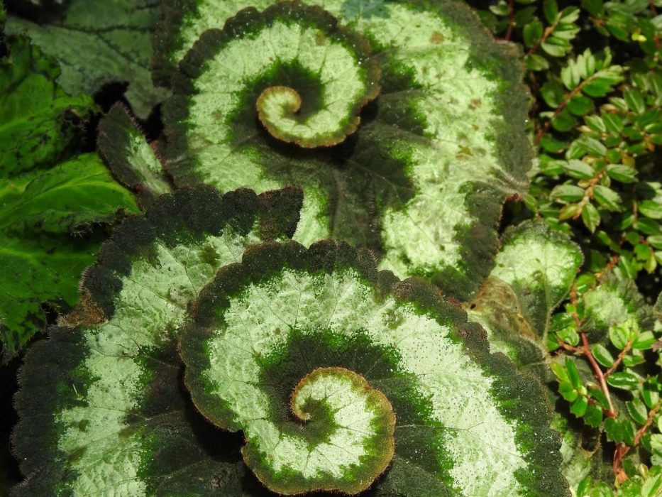 Begonia feature