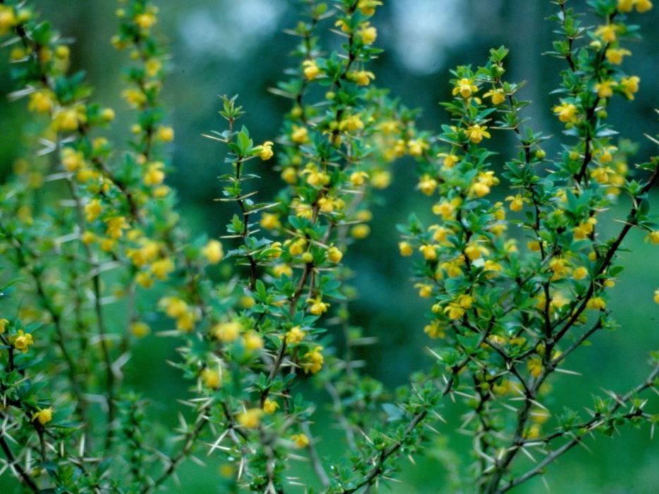 Berberis buxifolia