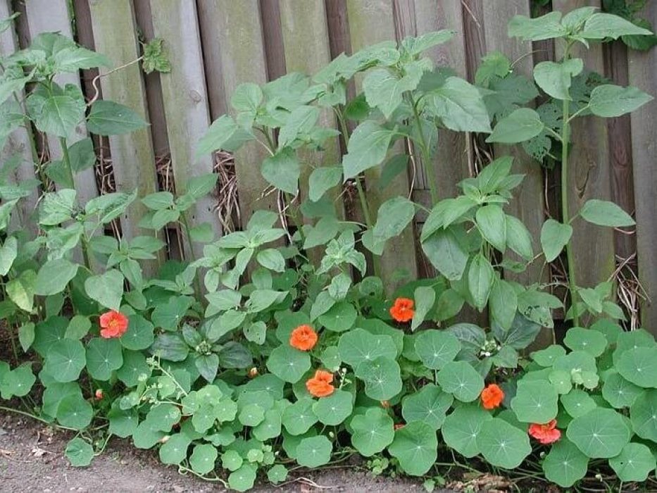 Blomsterkarse