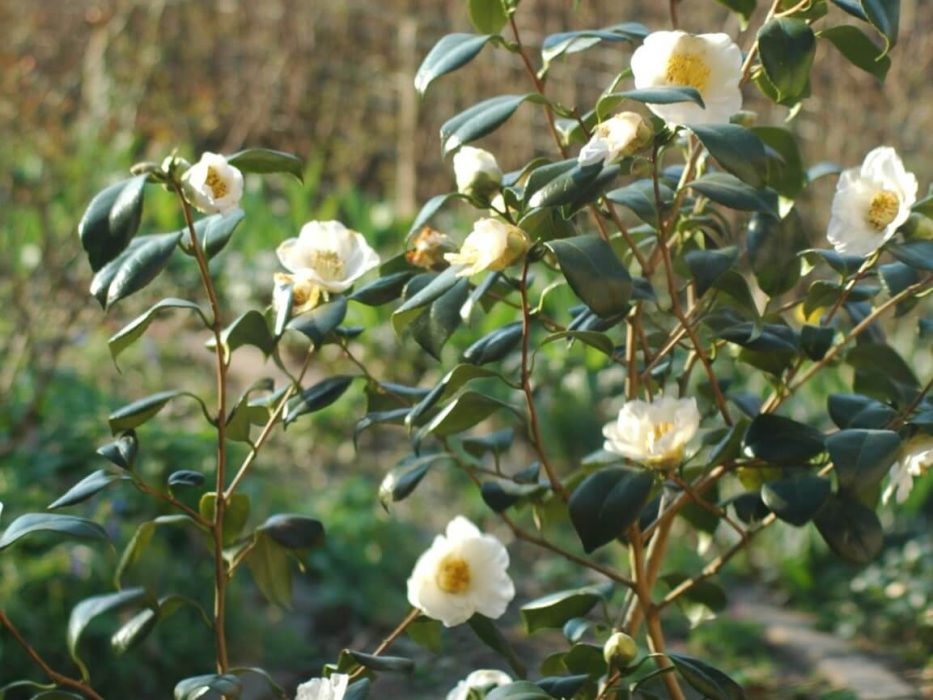 Camellia
