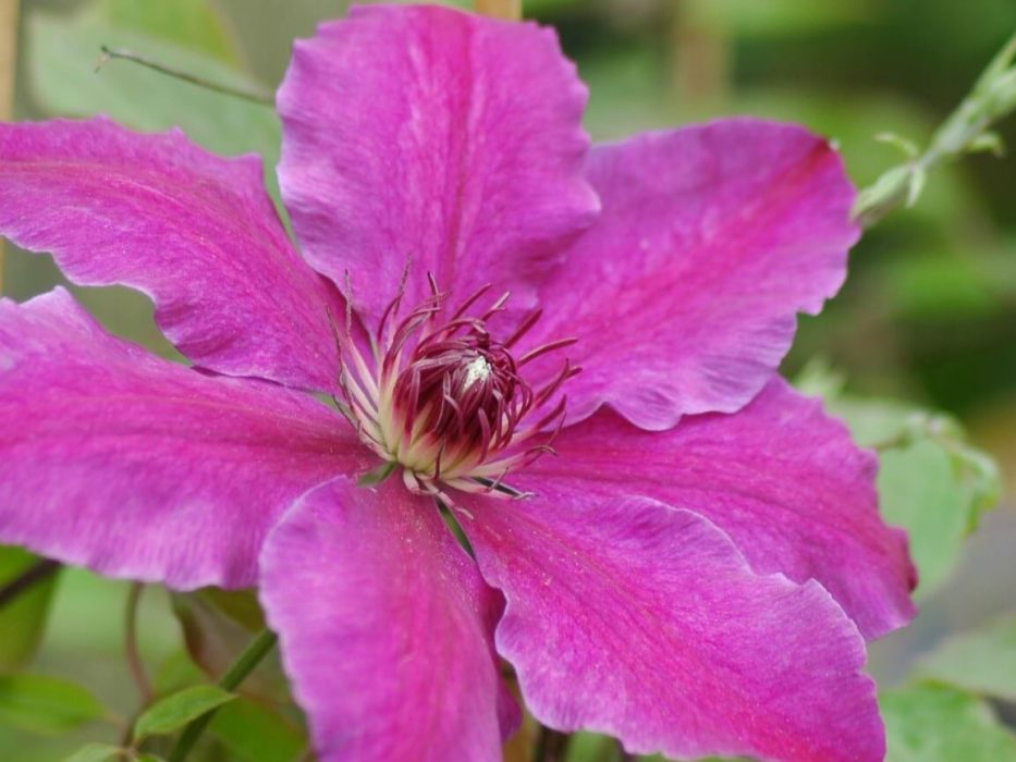 Clematis 1