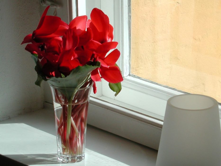 Cyclamen, afskårne, afskæring