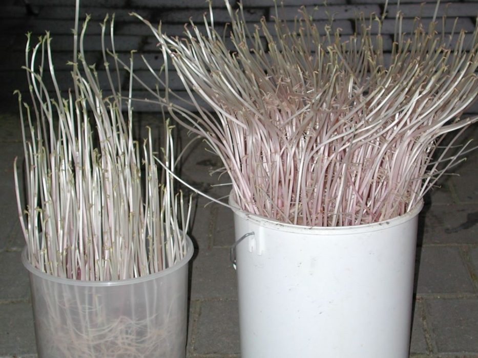 DSCN3156 Maj 2004 spirede kartofler fra kælderen