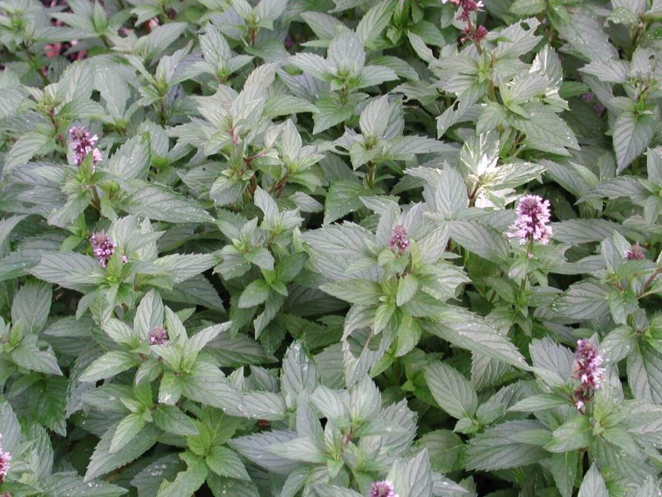 DSCN3872 Salvia, oktober 2004
