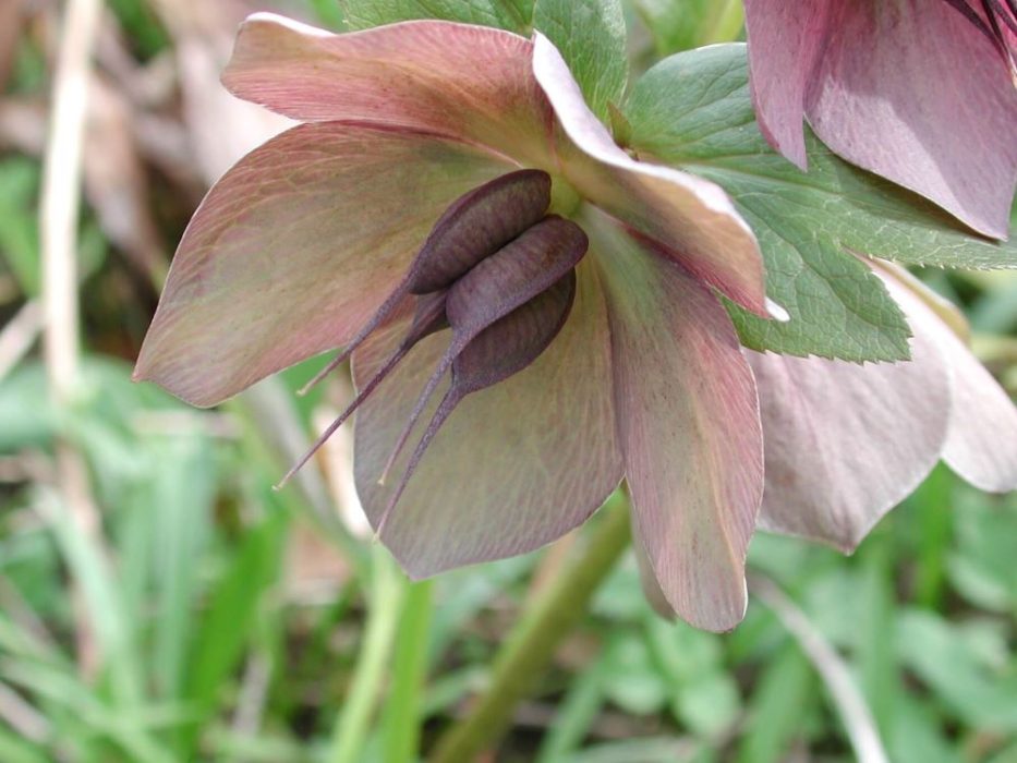 DSCN4323 julerose, Helleborus, frøstand, maj 2005 (1)