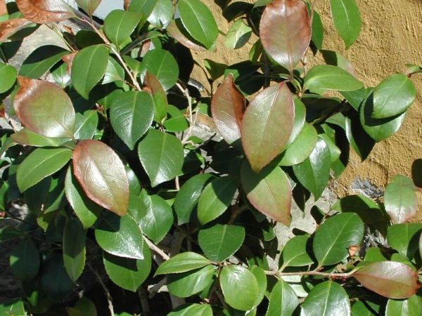 DSCN4353 Camellia, solsvidning, maj 2005