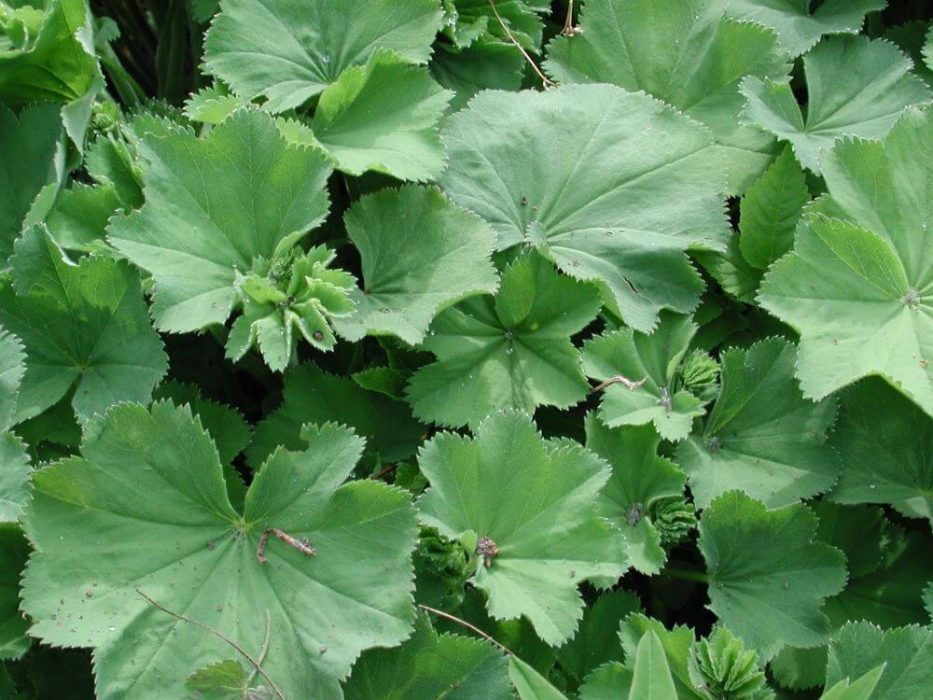 DSCN4394 løvefod, Alchemilla, juni 2005