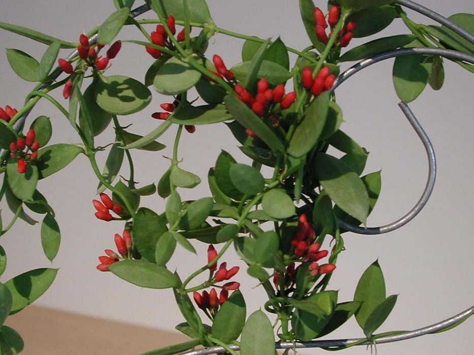 DSCN4419 Discidia pectenoides, GAU-pressemøde, maj 2005