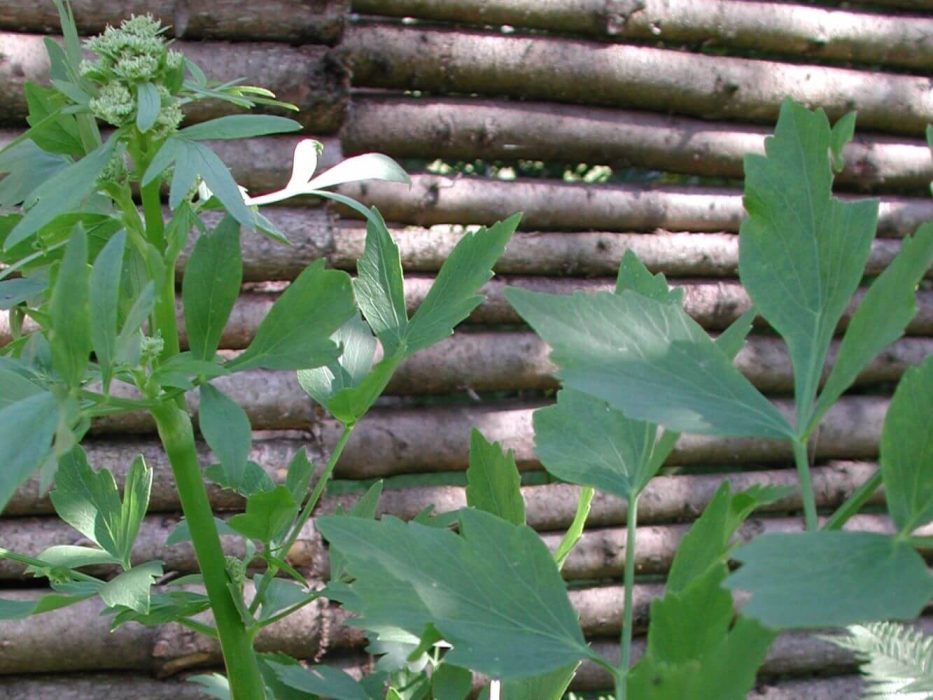 DSCN4492 løvstikke, Levisticum, juni 2005