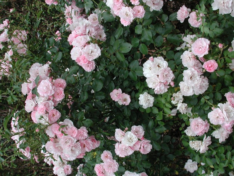 DSCN4578 Rosa, rose Bonica