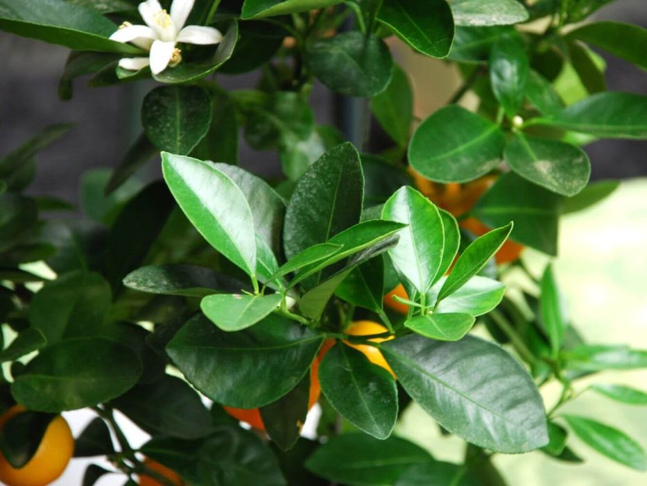 DSC_0307 august 2007, Handelspladsen, Calamondrin