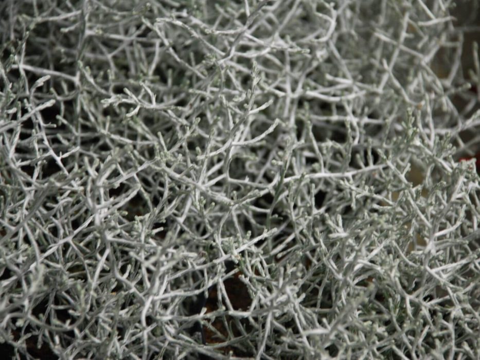 DSC_0319 august 2007, Handelspladsen, Calocephalus