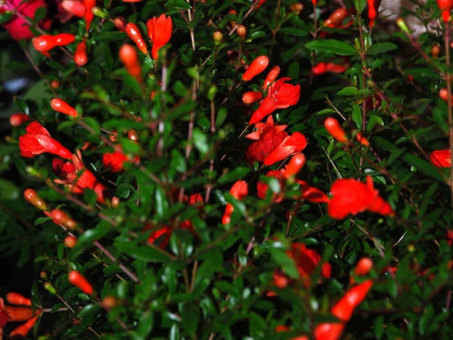DSC_0329 august 2007, Handelspladsen, Punica granatum