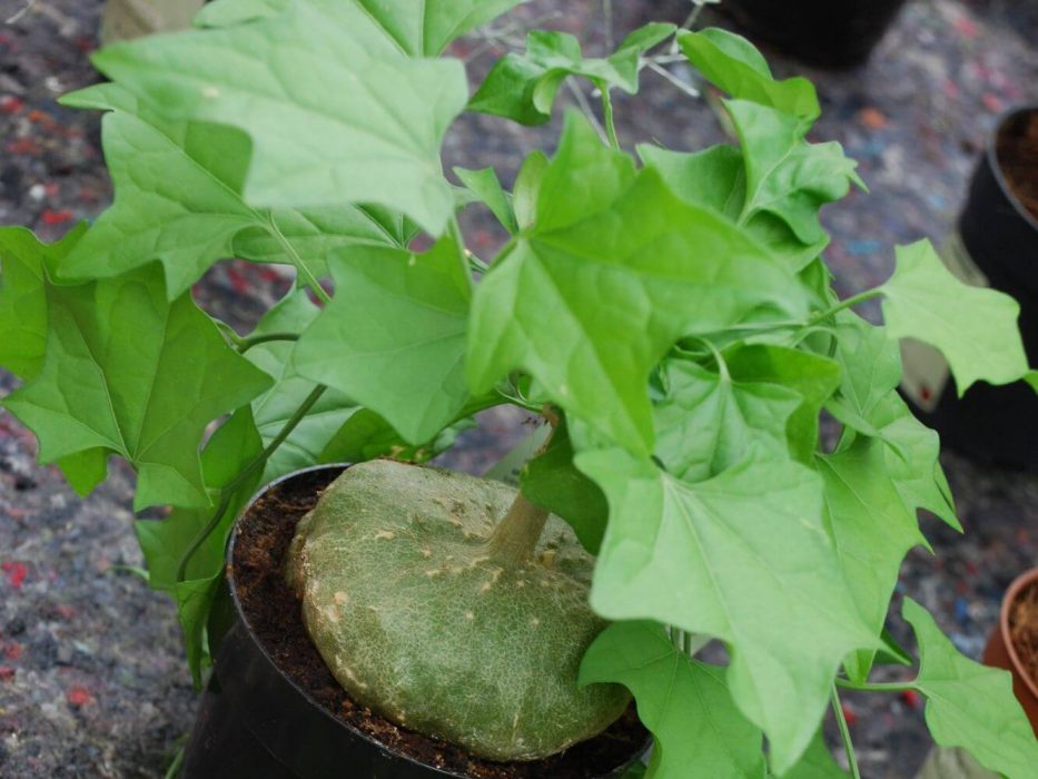 DSC_0339 august 2007, Handelspladsen, Gerradanthus macrorrhizus, xsosakongens knold
