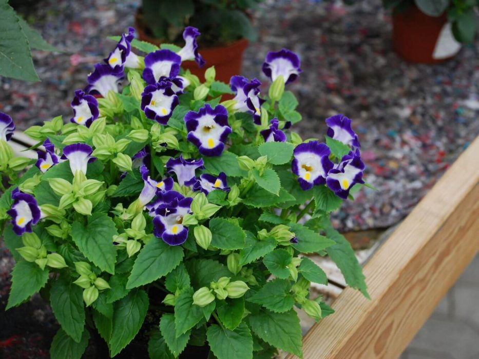 DSC_0340 august 2007, Handelspladsen, Torenia fournieri