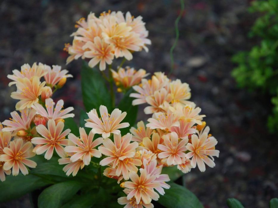 DSC_0343 august 2007, Handelspladsen, Lewisia
