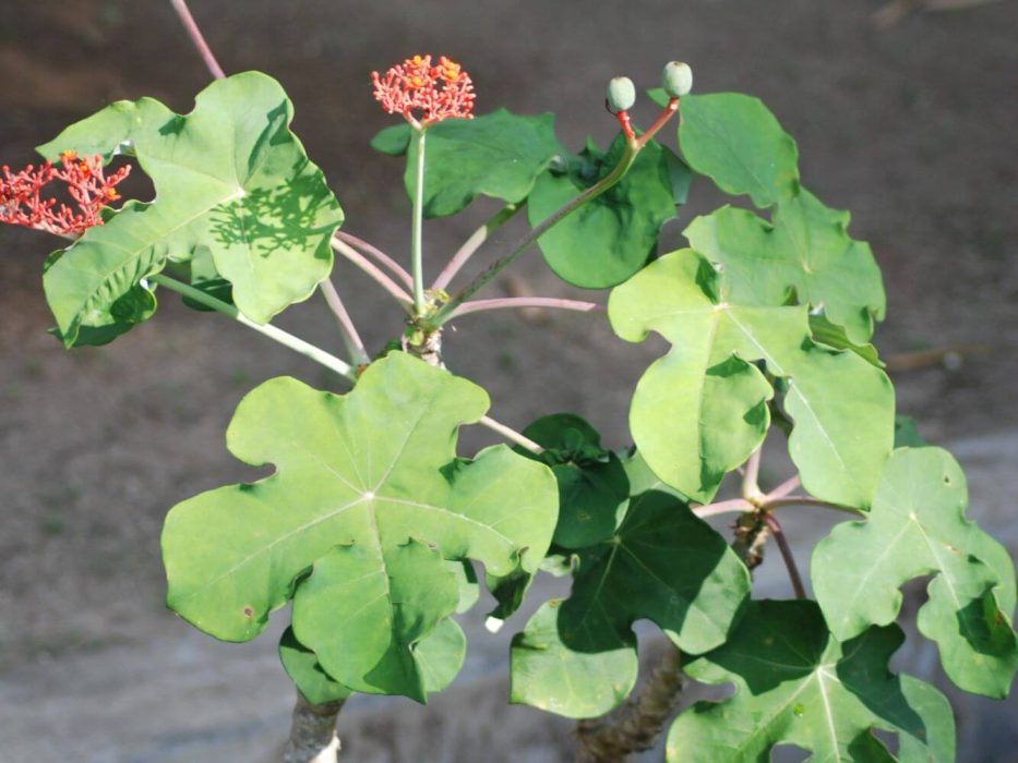 DSC_0745 januar 2008, Malaysia, Jatropha