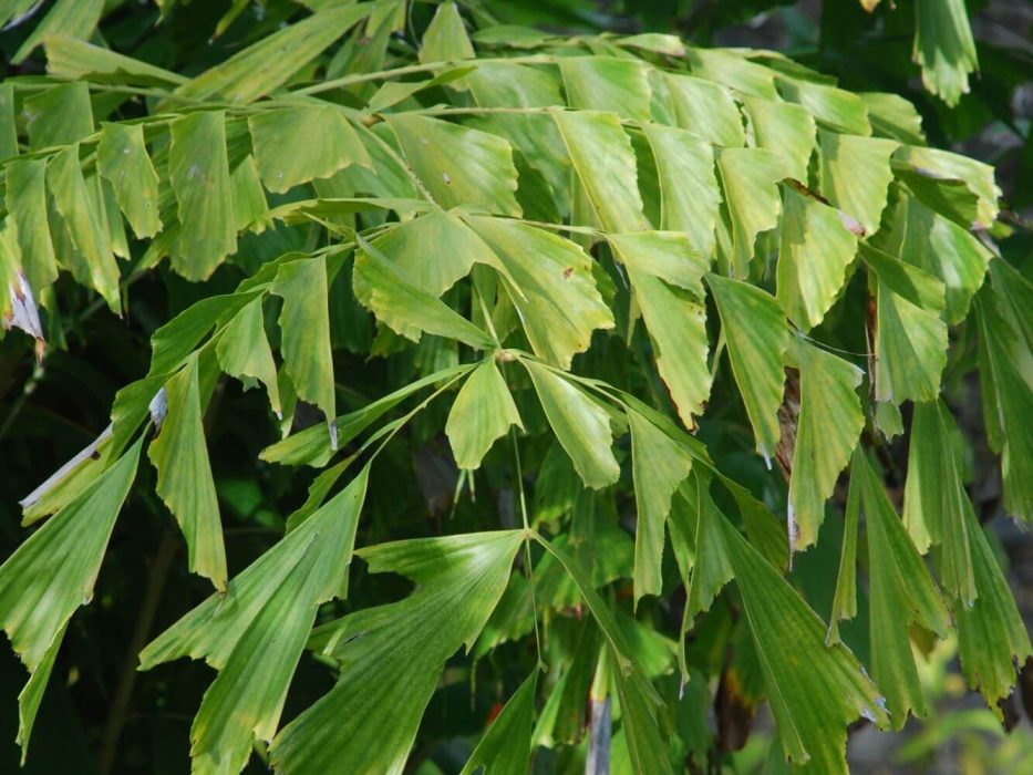 DSC_0858 januar 2008, Malaysia fiskehalepalme Caryota måske