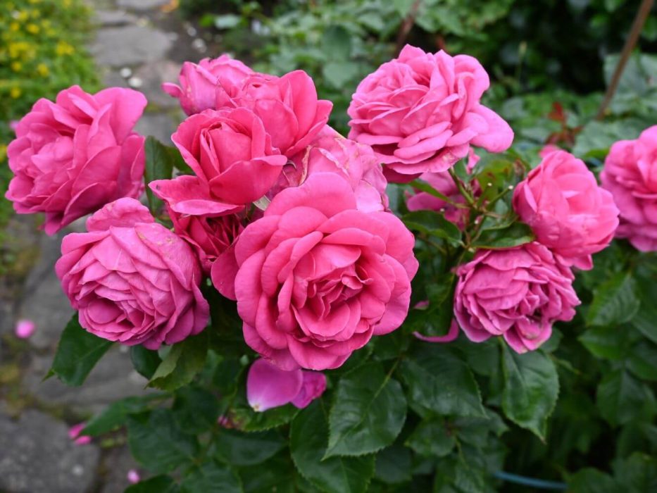 DSC_1394 Juli 2024, havebedømmelse NØS, Poul Lang-Jensen roser, Julie Renaissance