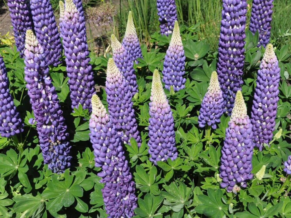DSC_6860 maj 2017, Sydengland, lupin, Lupinus Persian Slipper