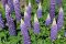 DSC_6860 maj 2017, Sydengland, lupin, Lupinus Persian Slipper