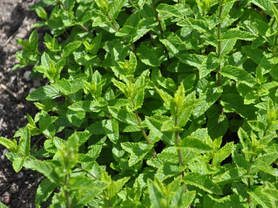 DSC_7101 juni 2017, Medicinhaverne,Tåsinge, åndedræt og kredsløb, Dufthaven, mynte, Mentha