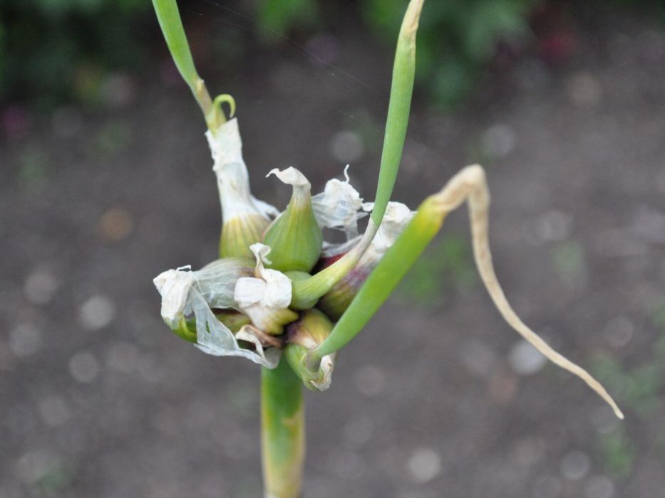 DSC_7214 juni 2017, Medicinhaverne,Tåsinge, fordøjelse, stofskifte og ernæring, etageløg, Allium cepa var. viviperum