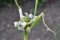 DSC_7214 juni 2017, Medicinhaverne,Tåsinge, fordøjelse, stofskifte og ernæring, etageløg, Allium cepa var. viviperum