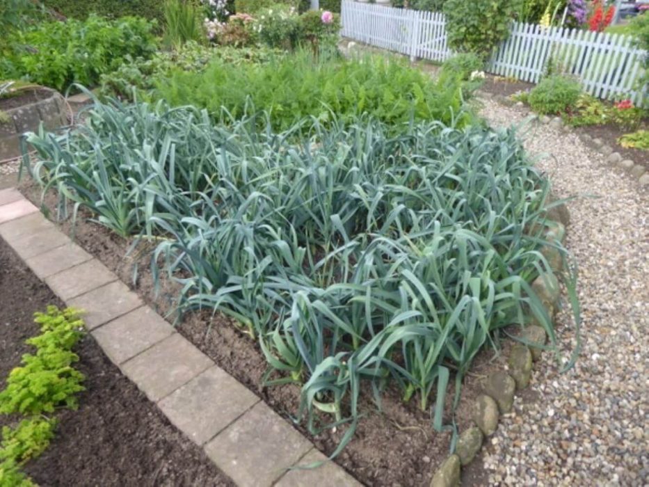 Deorativt grøntsagsbed