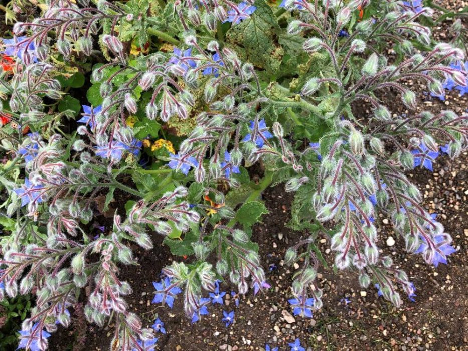 Hjulkrone Frilandsmuseet,