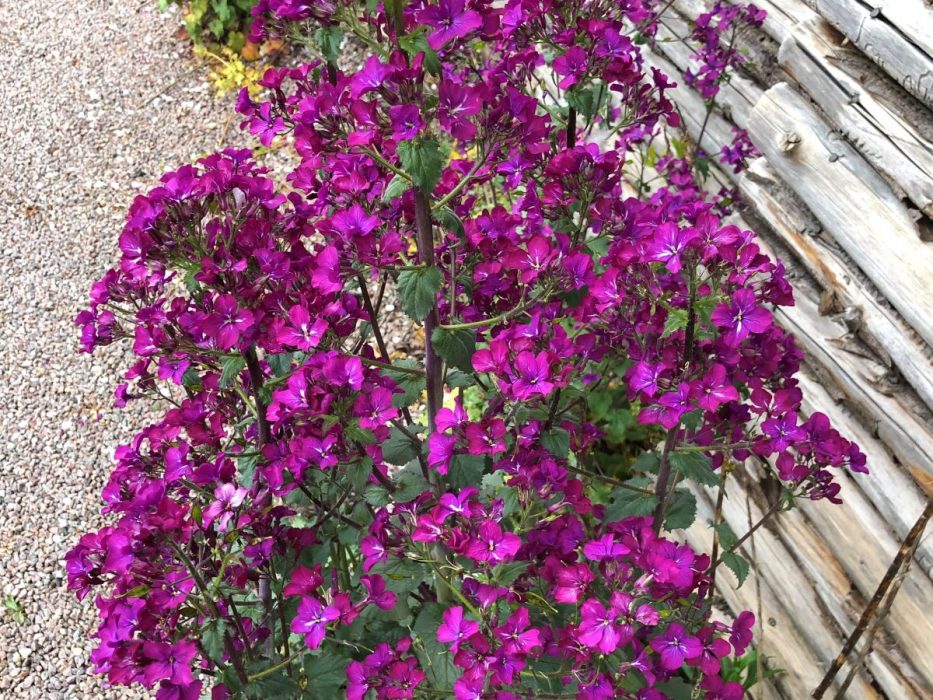 IMG_3207 april 2020, judaspenge, Lunaria annua feature
