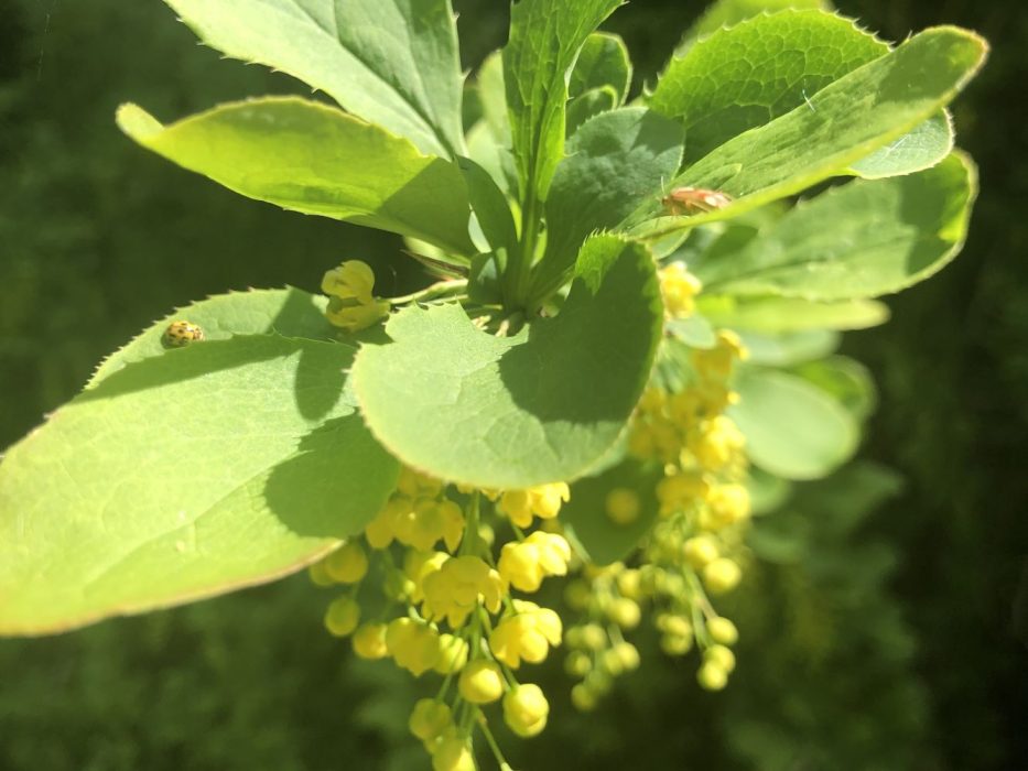 IMG_3258 maj 2020, Berberis