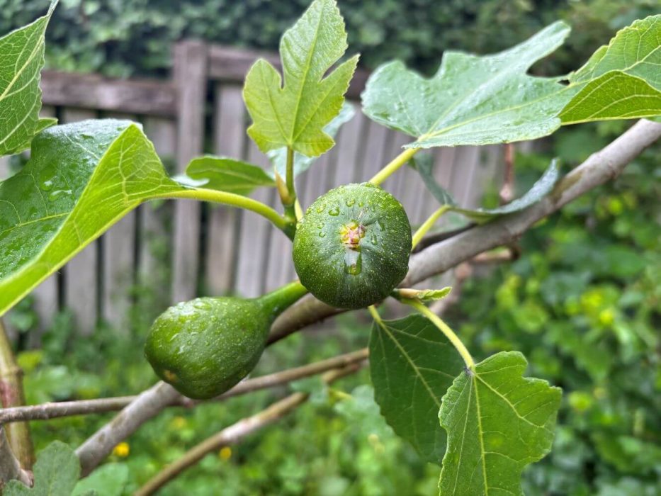 IMG_6226 figen frugter