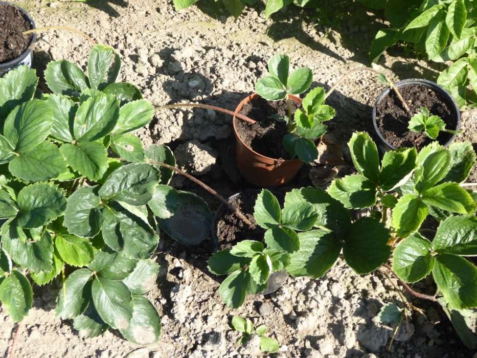 P1010500 havebedømmelse 2015, Skovmosen, have 3,12, jordbær, formering